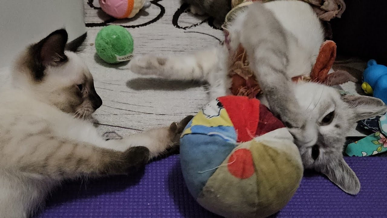 Mom Tries To Show Kitten It's Still Her 🥺