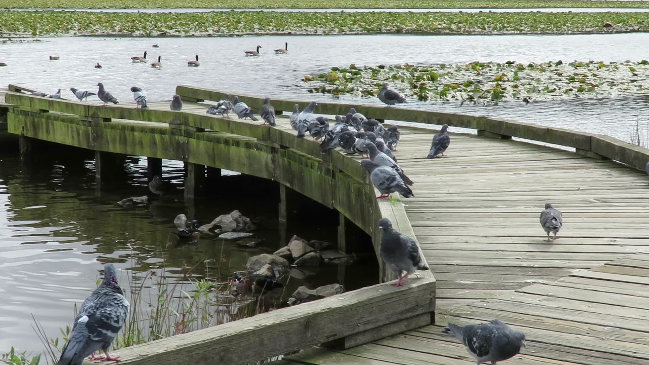 Birding at Burnaby lake