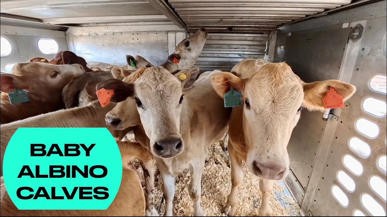 A Trailer full of All White Baby Calves | Unloading & Re-loading Canadian Cow&rsquo;s