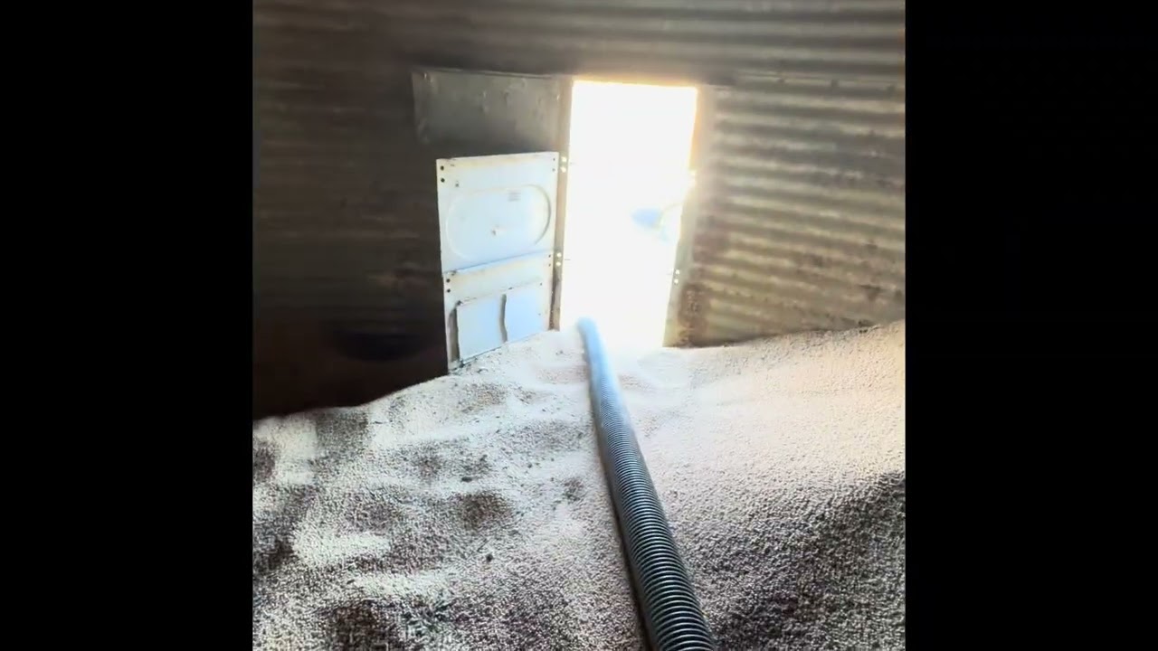 Sucking beans out with the grain vac