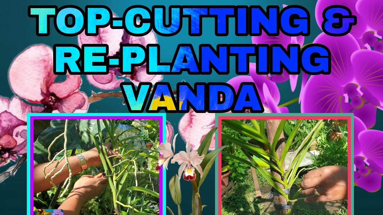 EASIEST TECHNIQUE IN PROPAGATING ORCHIDS (VANDA)|83