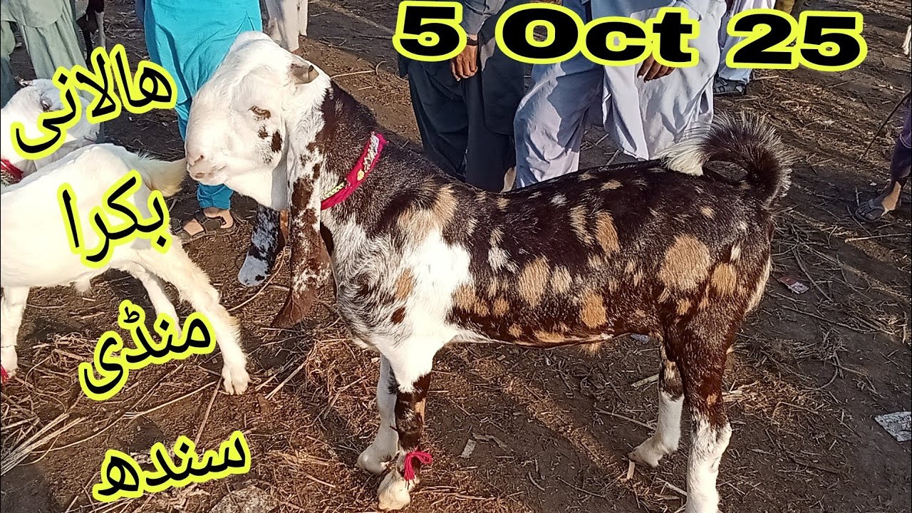 Halani Bakra Mandi #2025 Karachi#qurbanvlogsHalani Bakra Mandi #2025 Karachi#qurbanvlogs #animals #