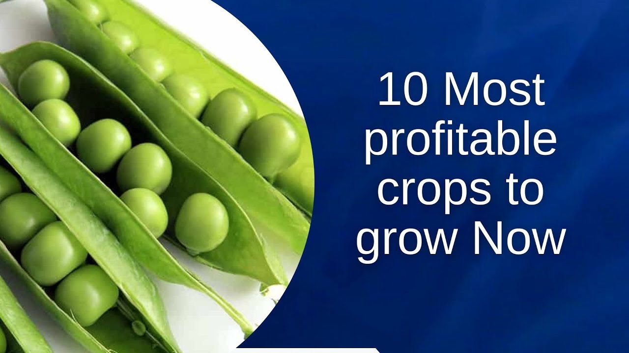 10 Most profitable crops giving farmers huge cash in just three months