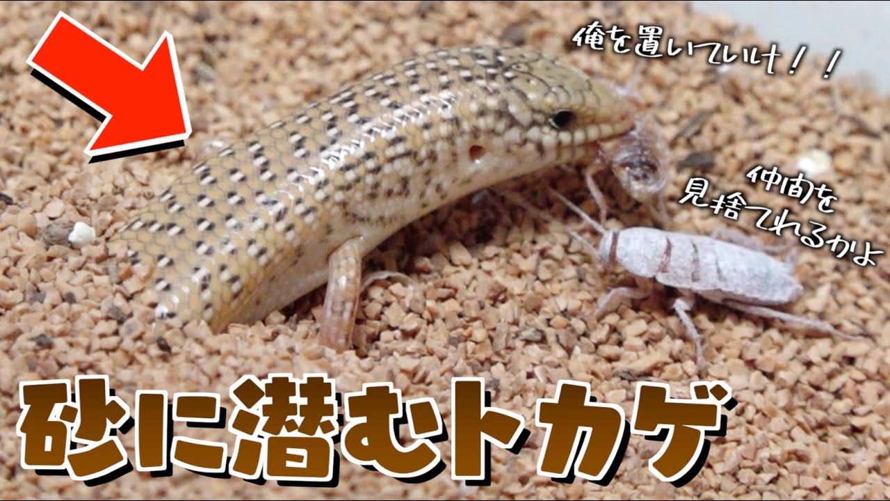 トカゲが潜む砂の上に大量のゴキブリを解き放ってみた【訪問撮影in関東】