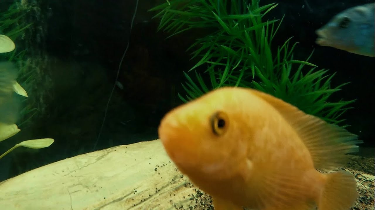 Meus e seus estados naturais [filme curto]