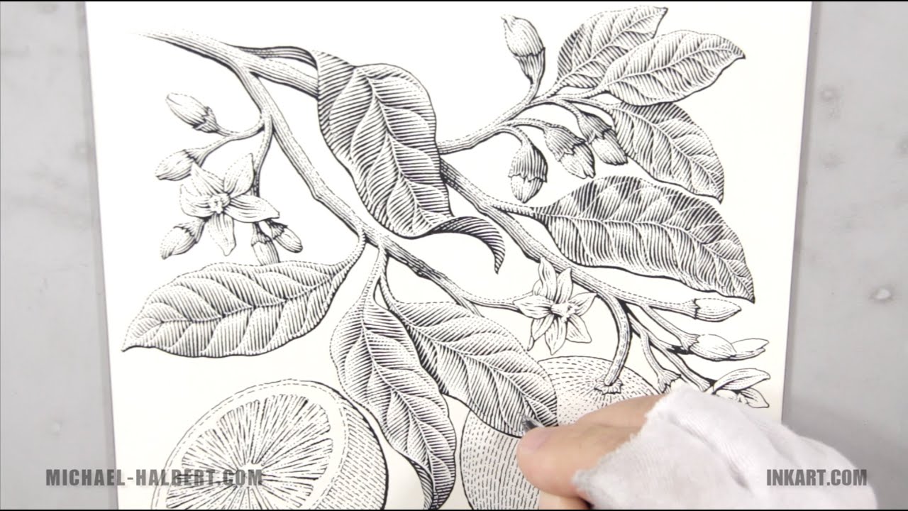 Botanical Scratchboard Illustration of Grapefruit