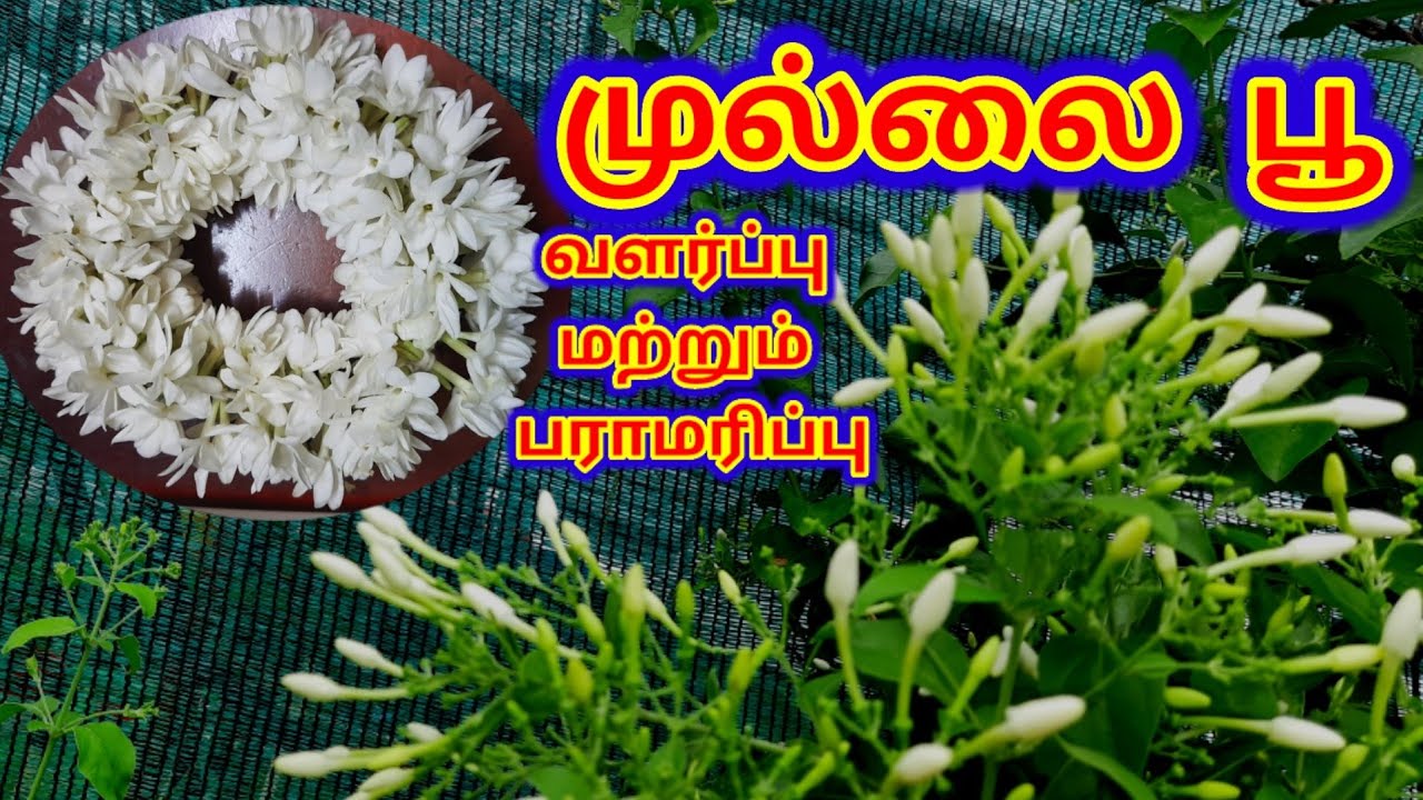 முல்லை பூ வளர்ப்பு மற்றும் பராமரிப்பு. mullai poo valarpu tips | Rotana flower plant growing tips