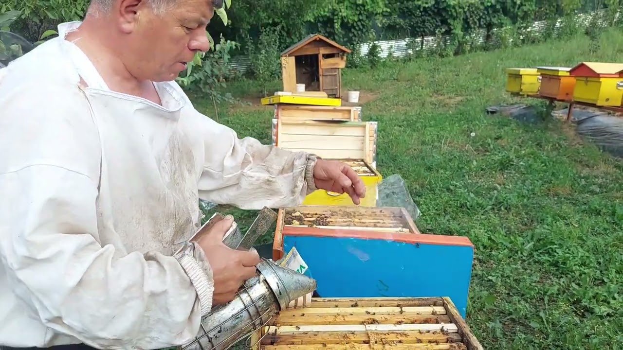 Eksperiment!Mjekim i ri kundrra Varroas!Parku i bletëve të Arjan Zogu-t. Bletari 