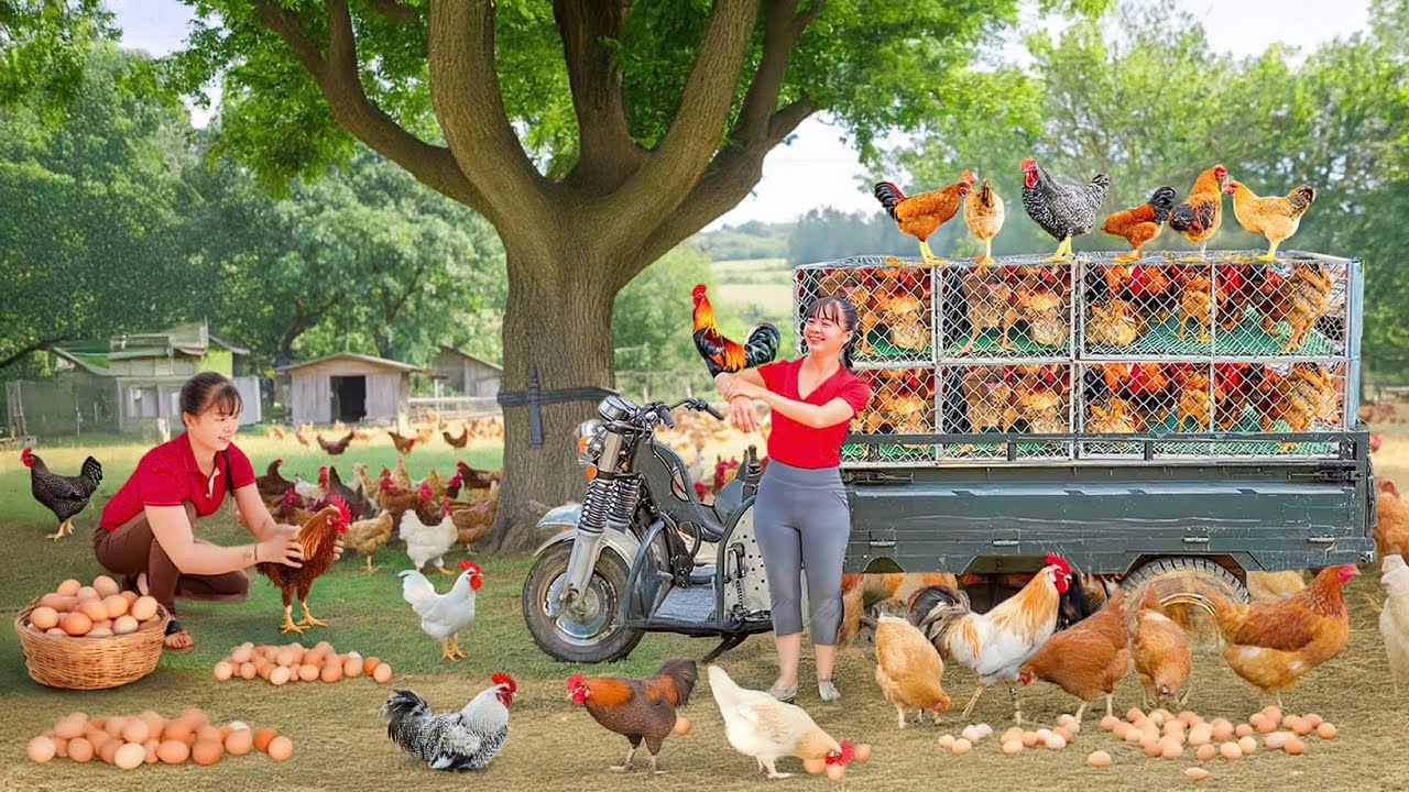 TIMELAPSE -- Harvest 1000+ Many Giant Chicken, Use 3-Wheeled Truck Transport Go to Market Sell