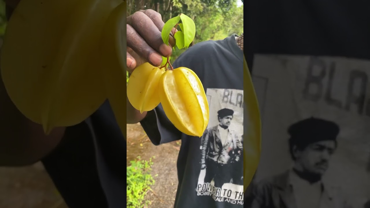 Five finger is a wonderful fruit for juice and wine rasta.