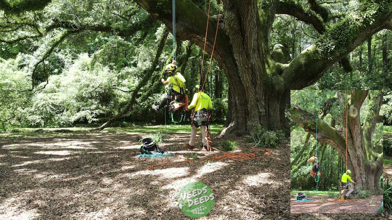 Tending the Lichgate Oak