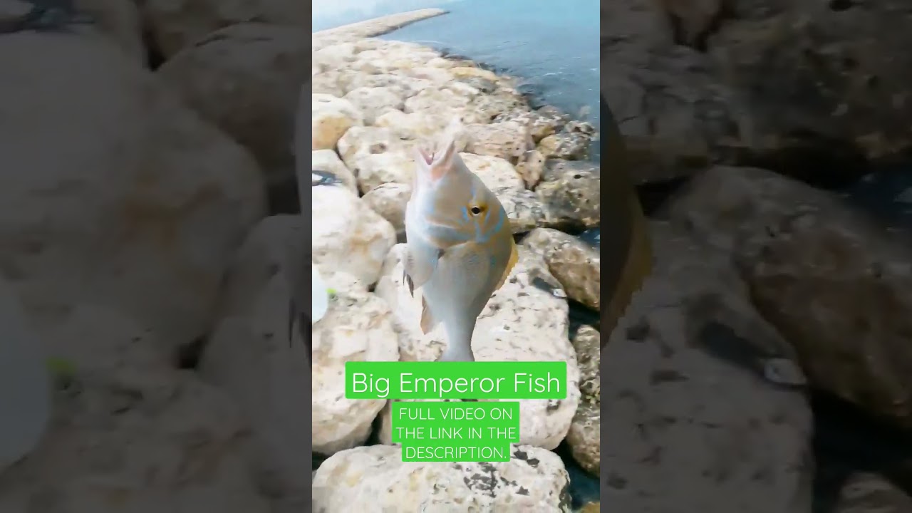Big Emperor FISH #fishing #corniche #fishingspot #mancing #shorts #trending
