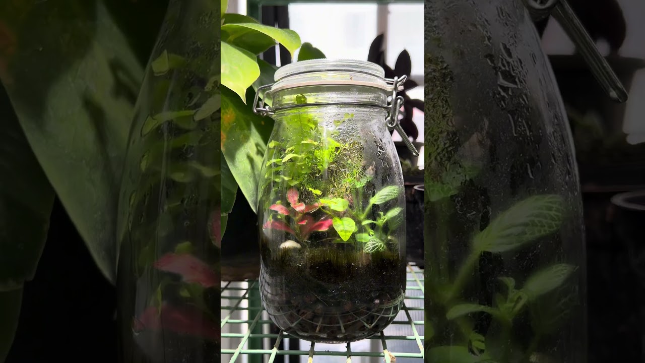 💥Terrarium 100 days update 💥#telugu #trending #viral #monsterfishkeeper #dailyvlog