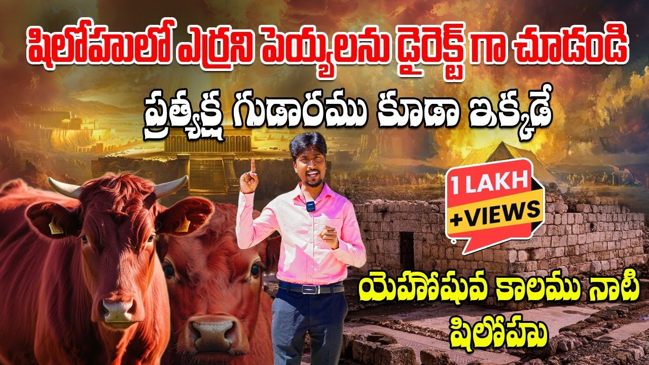 షిలోహులో ఎర్రని పెయ్యలను డైరెక్ట్ గా చూడండి II ప్రత్యక్ష గుడారము కూడా ఇక్కడే II Zion Jerusalem