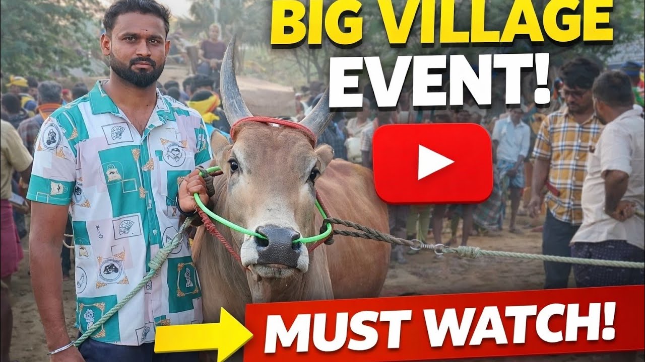 அழிந்து வரும் காங்கேயம் காளை மாடு #cow @TN24_SAKTHI_vlogs @RSSSALEM @amsperuvidaifarm #farm #animals
