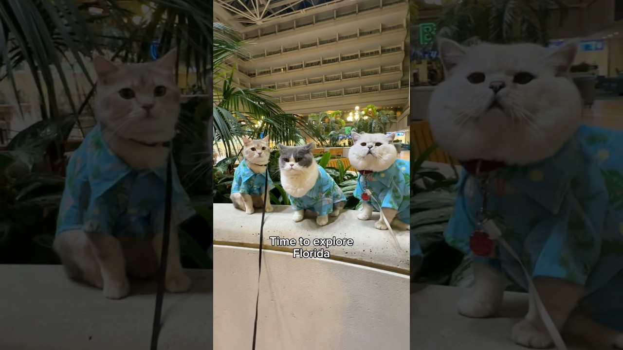 Travelling with well-trained cats to Florida 🏖️ @LorettaBritishCat #cats #travel