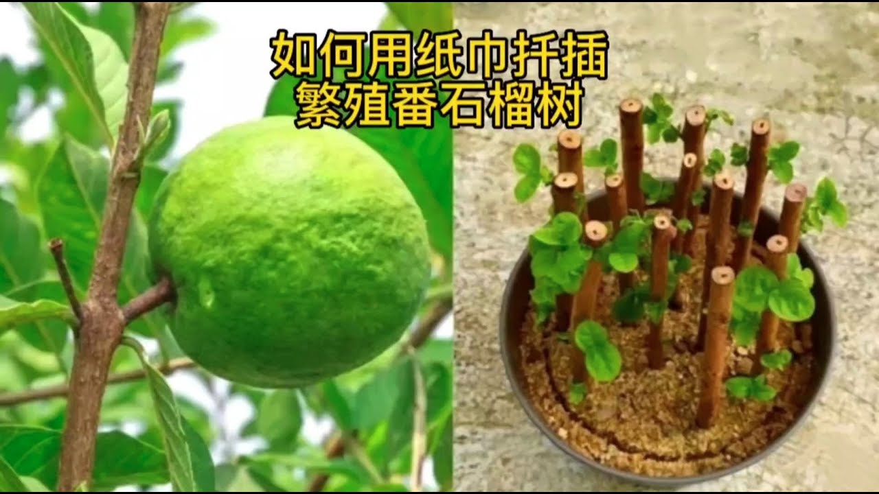 教你如何用纸巾扦插繁殖番石榴树并能快速生长的方法#三农