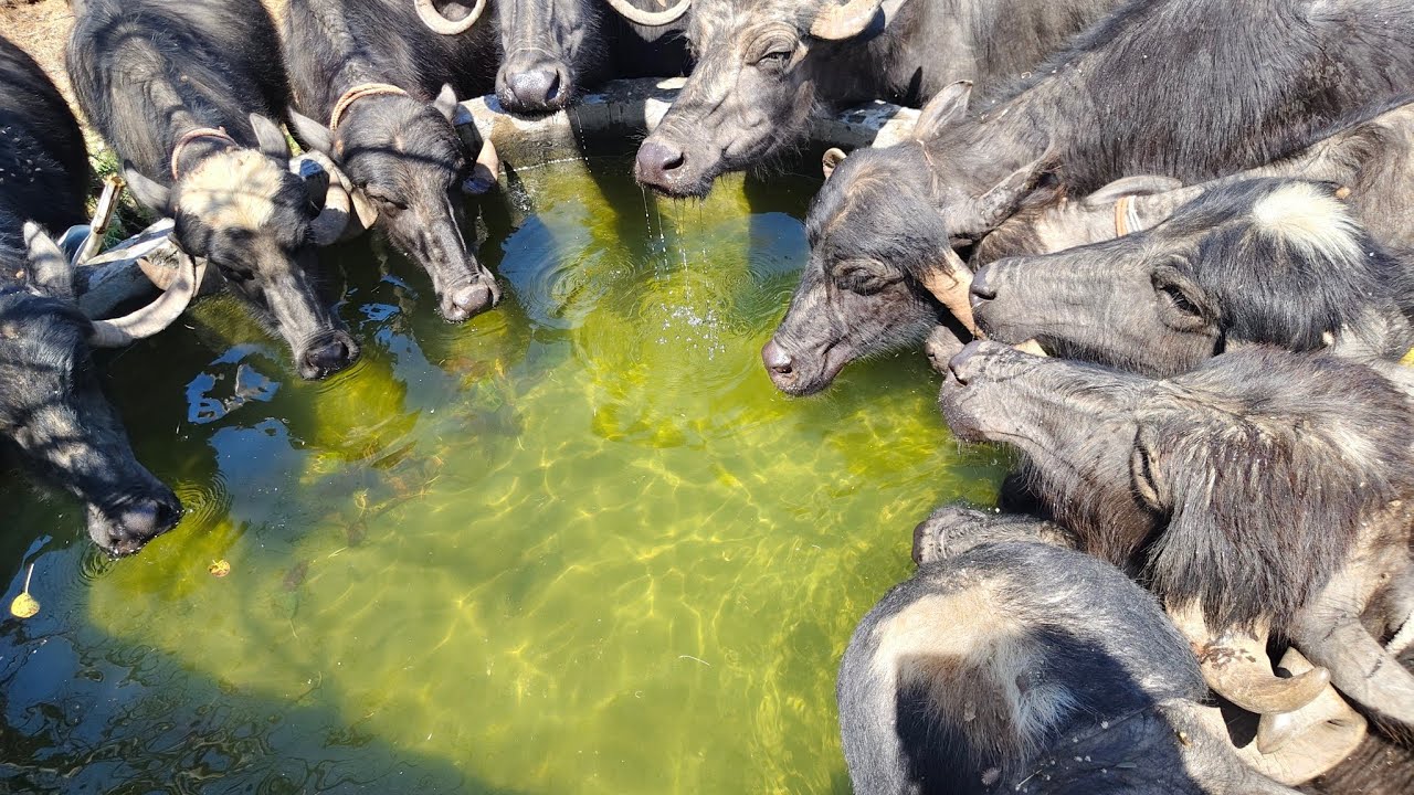 #villagelife#gujarativlog#cow#animals#funny#comedy 