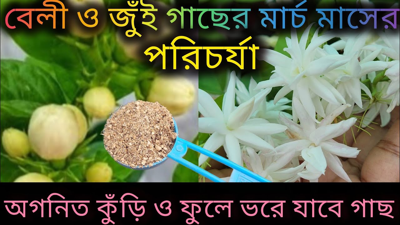 বেলী ও জুঁই গাছের মার্চ মাসের পরিচর্যা/Mogra/ Jasmine plant care/Homemade fertilizer for mogra plant