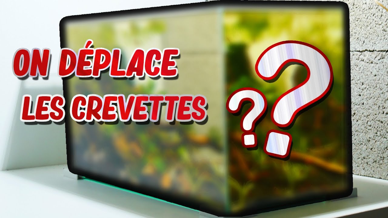 NOUVEL HABITAT DES CREVETTES (red cherry)