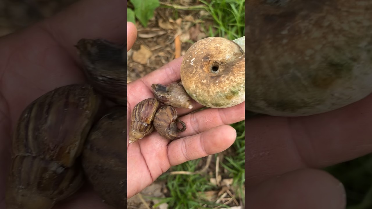 Found three small snails hiding in an old snail shell #snail #hunting #catch #animals #shorts