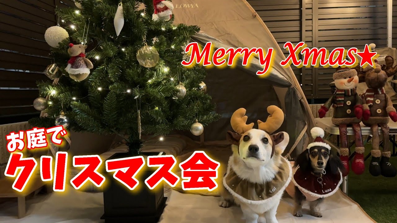 Счастливого Рождества! 🎄У нас была рождественская вечеринка в саду! ♡【Корги и такса】