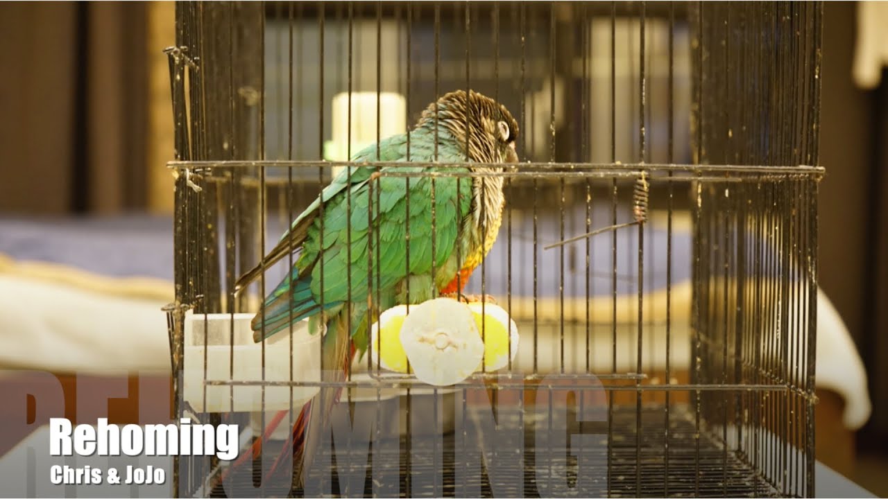 🌻Parrots Rehoming | about my story