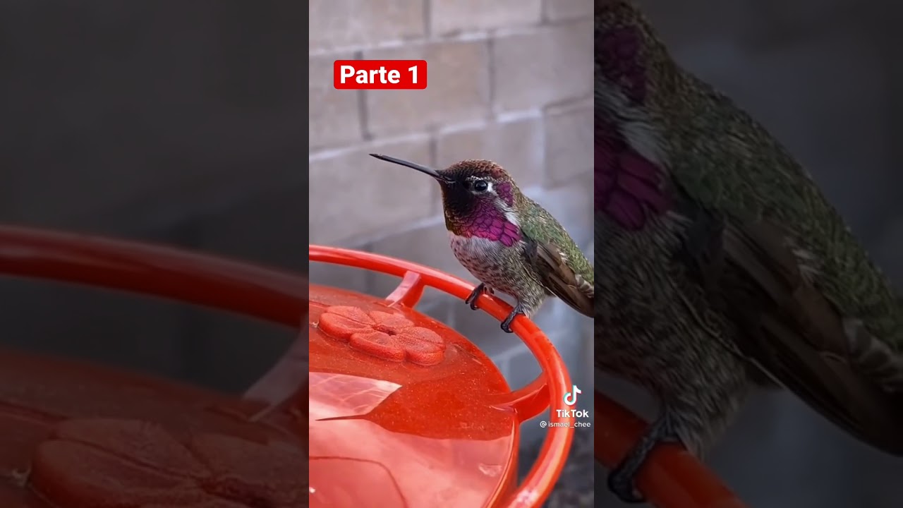 DATOS CURIOSOS SOBRE EL COLIBR&Iacute;