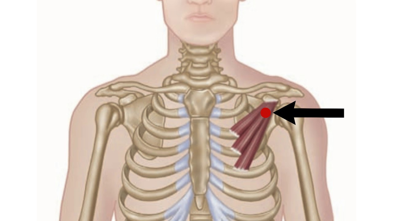 Pectoralis Minor | Trigger Point Therapy | Anatomy Tutorial