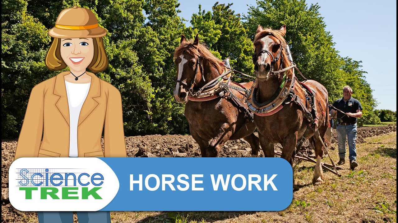 Horses: Horse Work | Science Trek