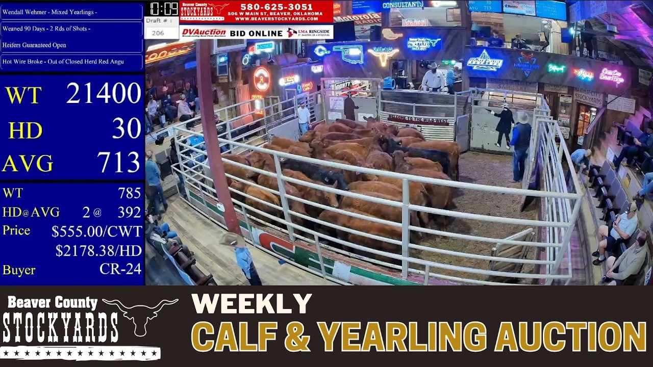8,000+ Head Calf Run LIVE | Beaver County Stockyards Calf & Yearling Auction | Feb 24, 2026