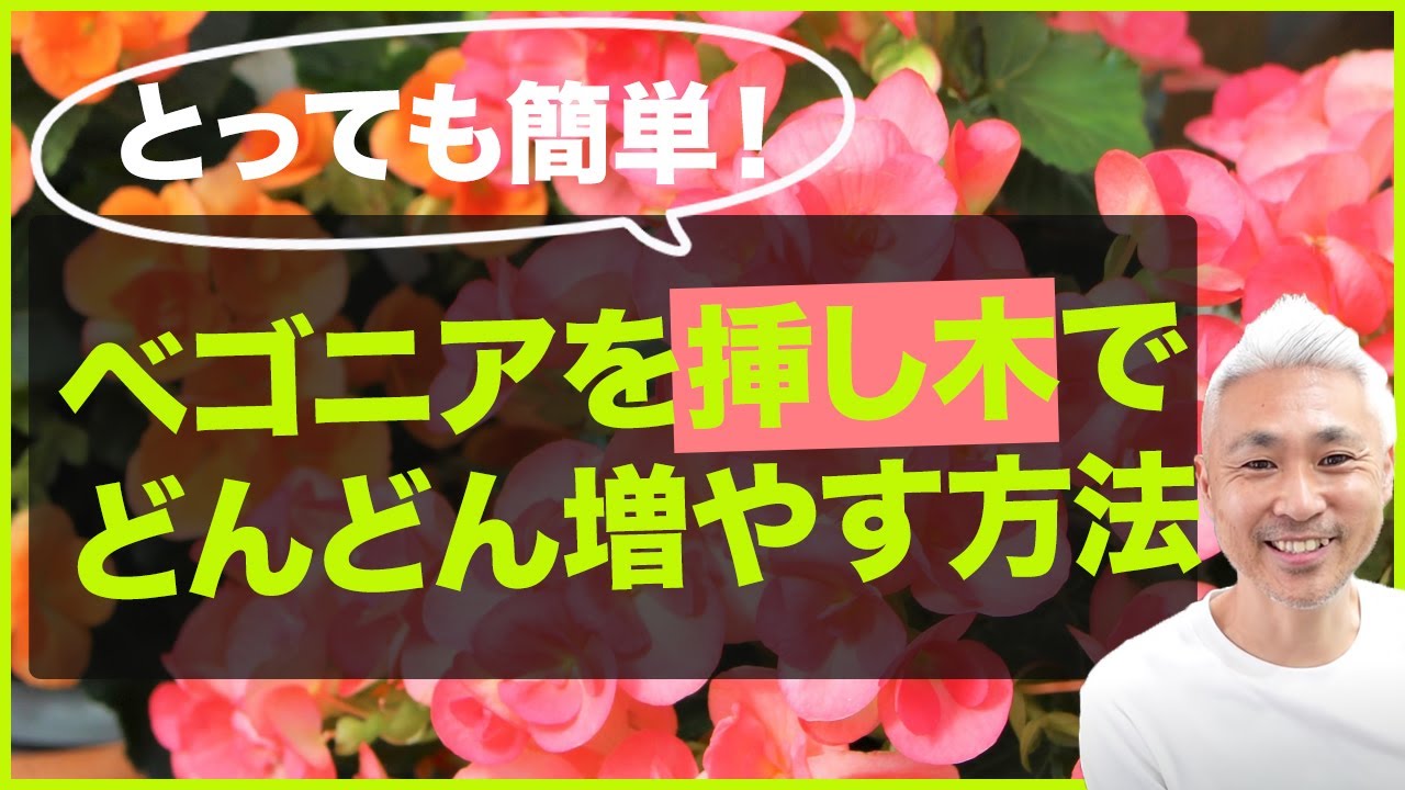 とっても簡単！ベゴニアを挿し木でどんどん増やす方法
