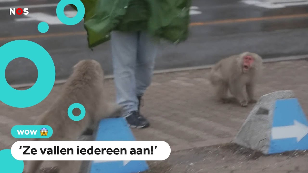 Agressieve apen in Japan vallen mensen aan op straat