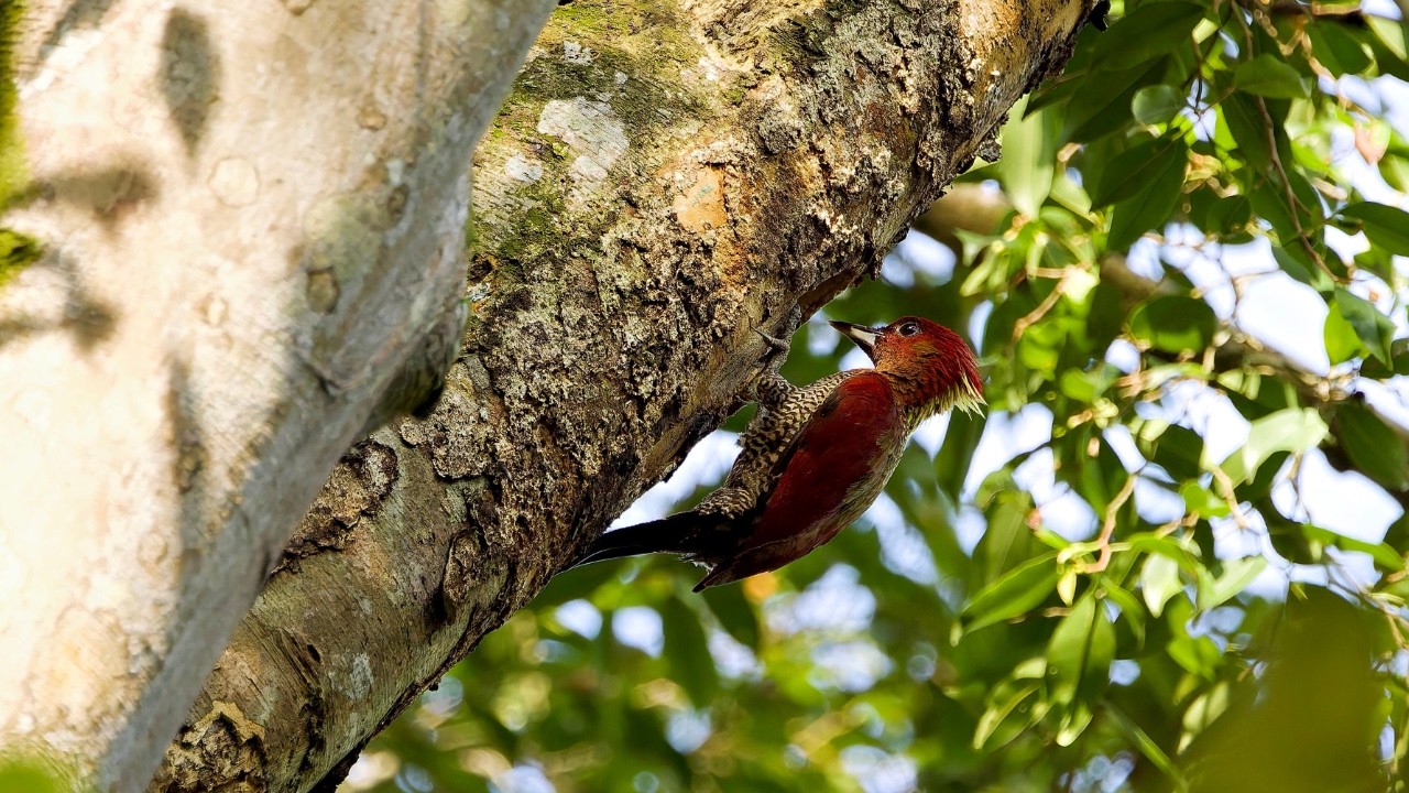 Bird Moments at Thomson Nature Park | Emerald Dove, Banded Woodpecker, Greater Racket-tailed Drongo