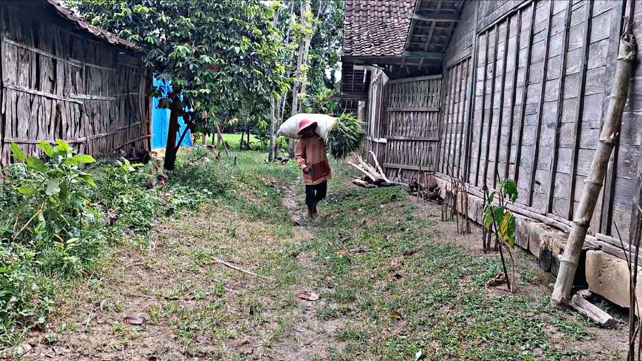 Sulit Di Percaya‼️Rumah Mencil 3Kk Di Tengah Sawah,Suasana Perkampungan Th 70an Yang Bikin Candu