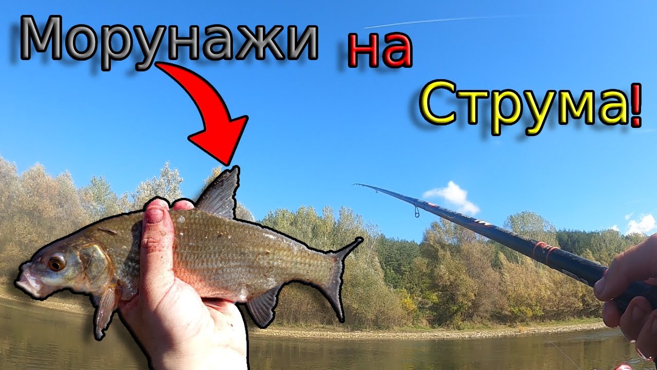 Есенен риболов по река Струма в търсене на МОРУНАЖИ! Риболов на ИЗТИЧАНЕ с ПЛУВКА и БЕЛИ ЧЕРВЕИ!