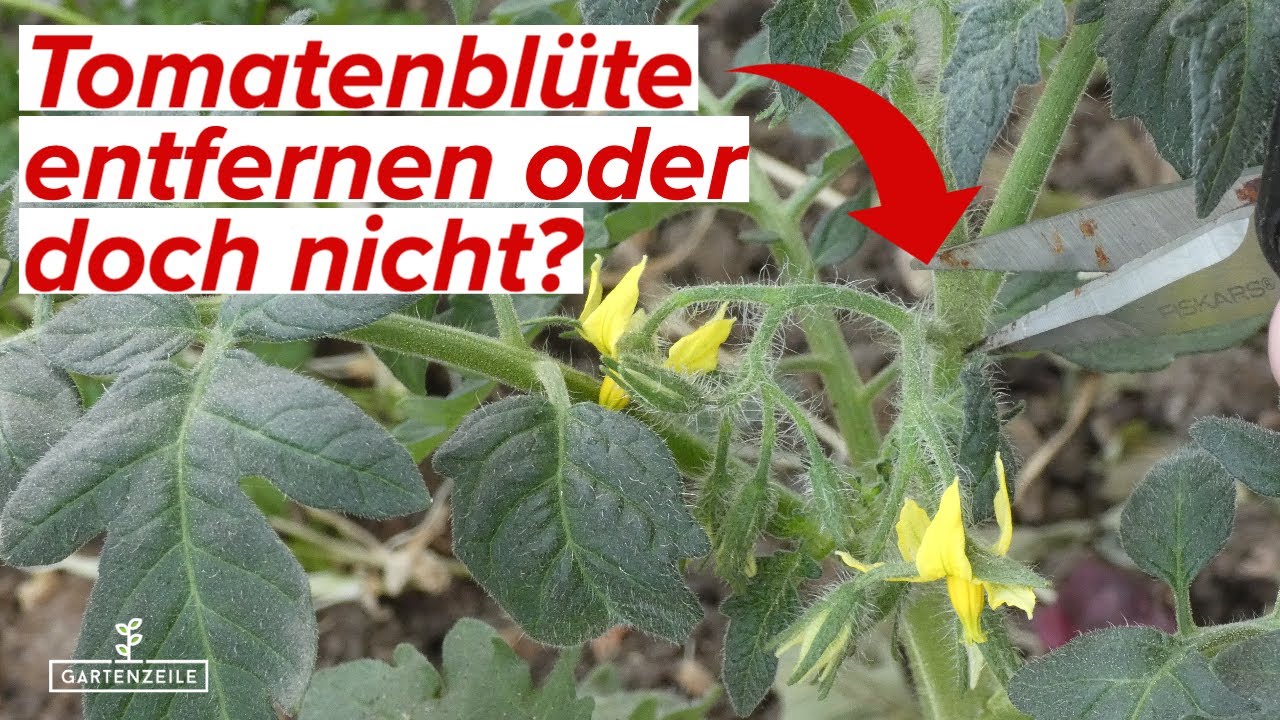 Erste Tomatenblüte entfernen? Oder die Königsblüte doch unbedingt belassen?