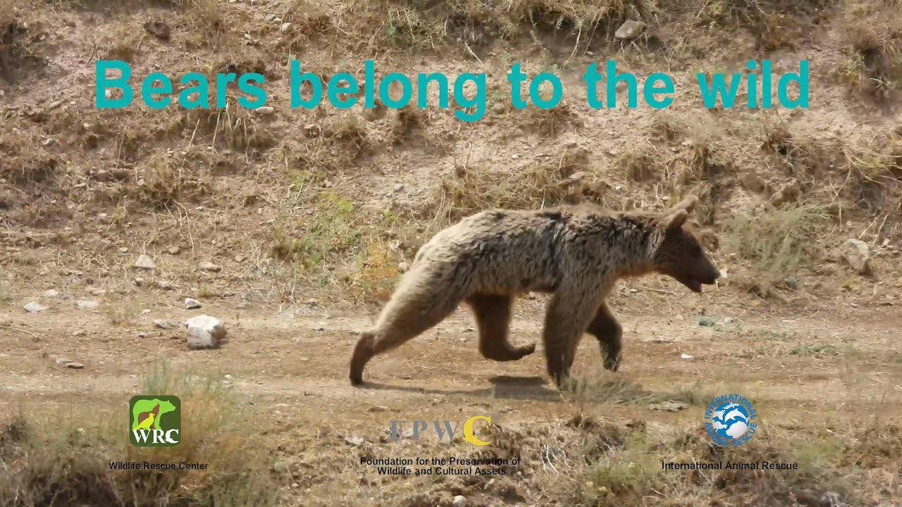 Bear rescue in Vayots Dzor / Արջի փրկություն Վայոց ձորի մարզում