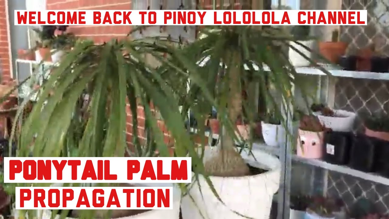 Ponytail Palm Propagation