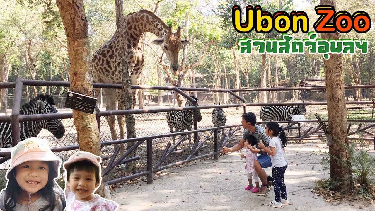ubon zoo สวนสัตว์อุบลราชธานี | น้องอาญ่าพี่อาโป