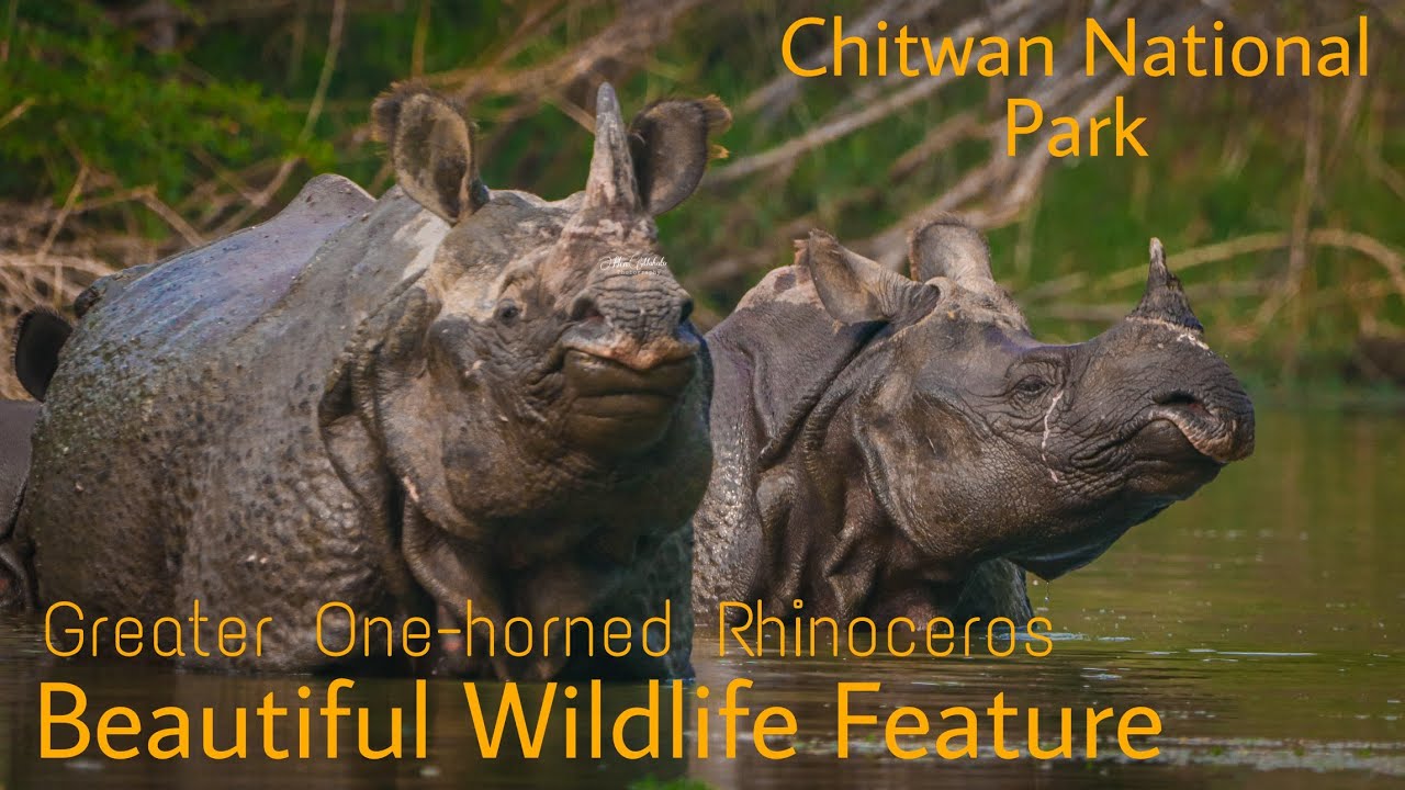 The incredible gather of Rhino (Greater One-horned Rhinoceros) | #savethewildlife #Hemmahato