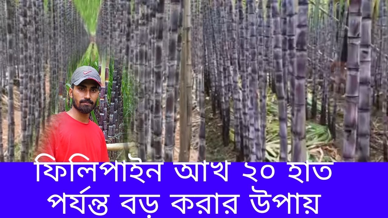 Philippines sugarcane cultivation, sugarcane cultivation, sugarcane cultivation in modern methods...