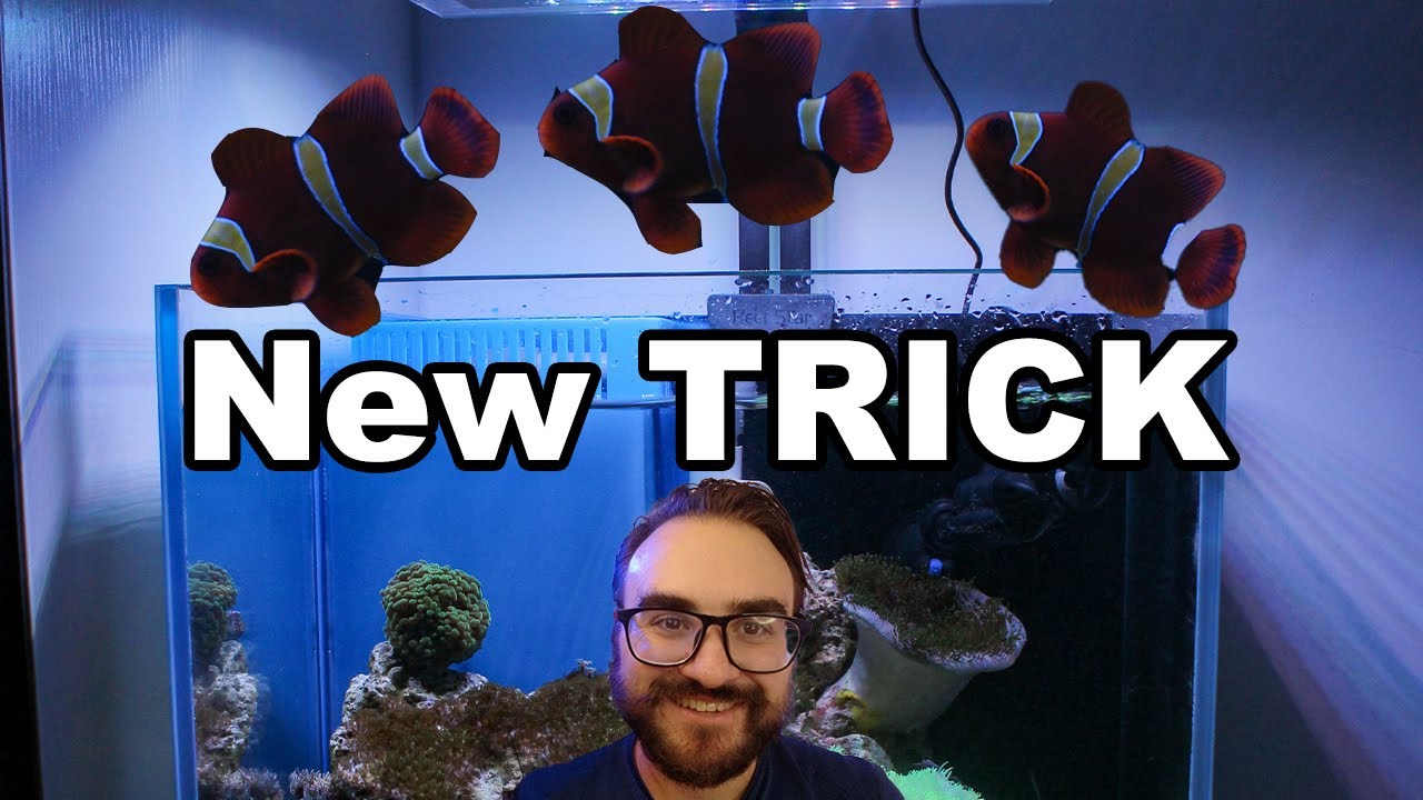 Gold Bar Maroon CLOWNFISH Training | Fish Training Video