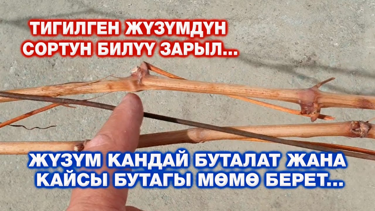 ЖҮЗҮМ КАНДАЙ БУТАЛАТ ЖАНА КАЙСЫ БУТАГЫ МӨМӨ БЕРЕТ...