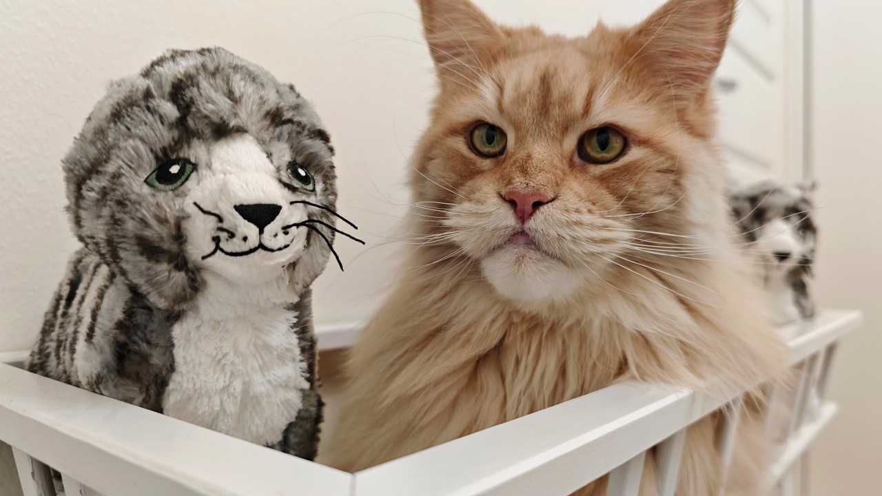 Buster Gets Imprisoned In His Own Home!