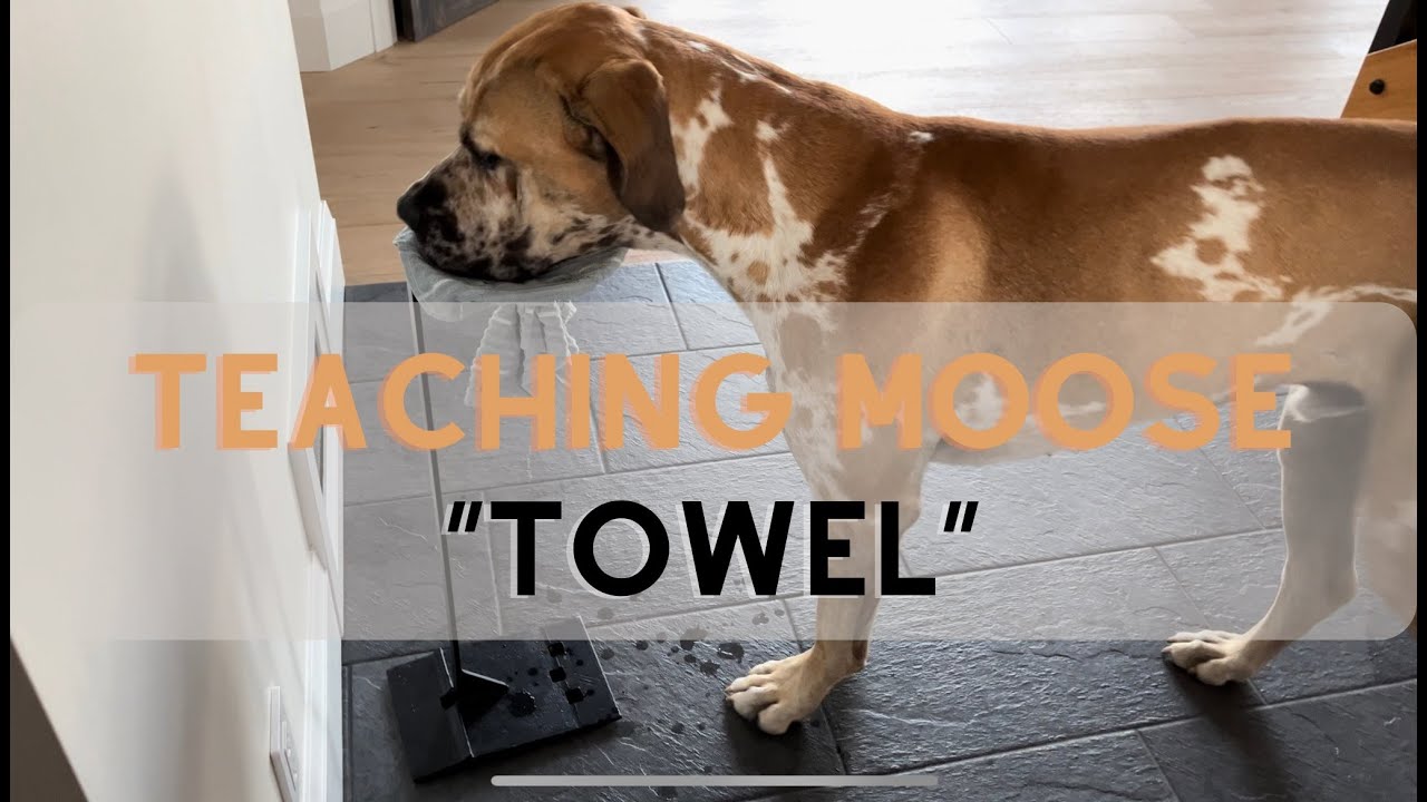 Dog Training The 