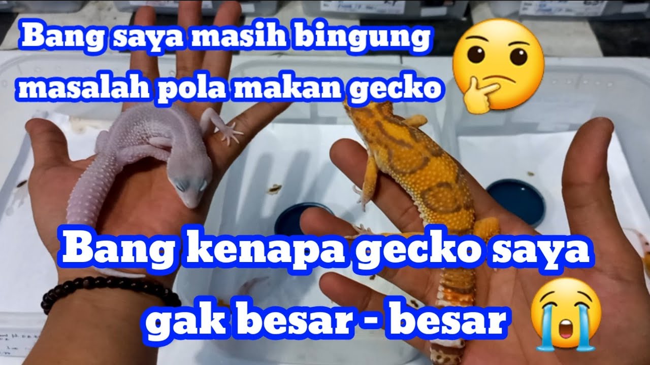 KEBINGUNGAN DENGAN POLA MAKAN GECKO,DAN BINGUNG GECKO NYA GAK BESAR - BESAR