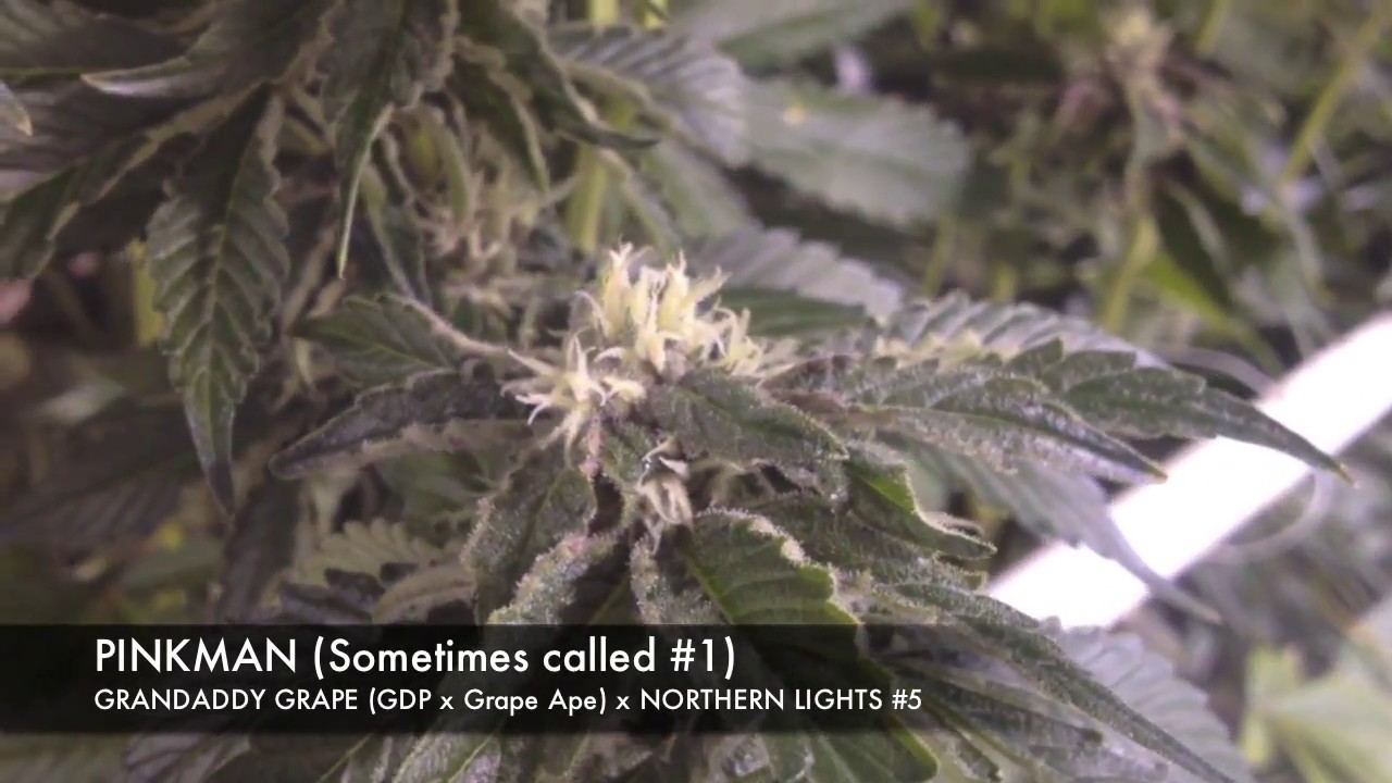 Pinkman Goo - 5000w, 5 strain genetics run, top feed and flood, ep2-3 NO Co2, T5 veg