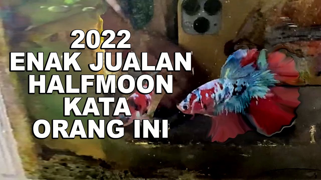 ENAKNYA JUALAN IKAN CUPANG HALFMOON DI 2022 KATA ORANG INI
