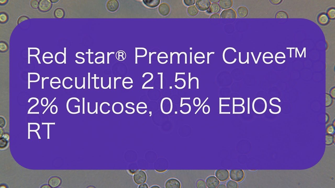 [PCv_Liquid_Pre] Red star&reg; Premier Cuvee&trade;_Preculture 21.5h_2% Glucose, 0.5% EBIOS_RT
